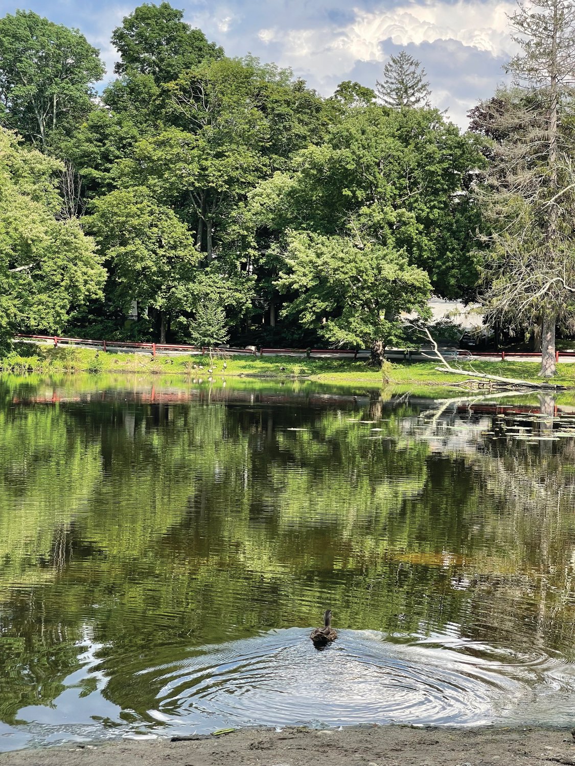 FLOATING ALONG: A duck floats onto Meshanticut Pond over the summer. Visible in the background are a fallen branch in the shallow water and a portion of the loop that surrounds the pond.